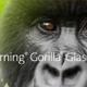 Presentación con Gorila de Corning Gorilla Glass 7i