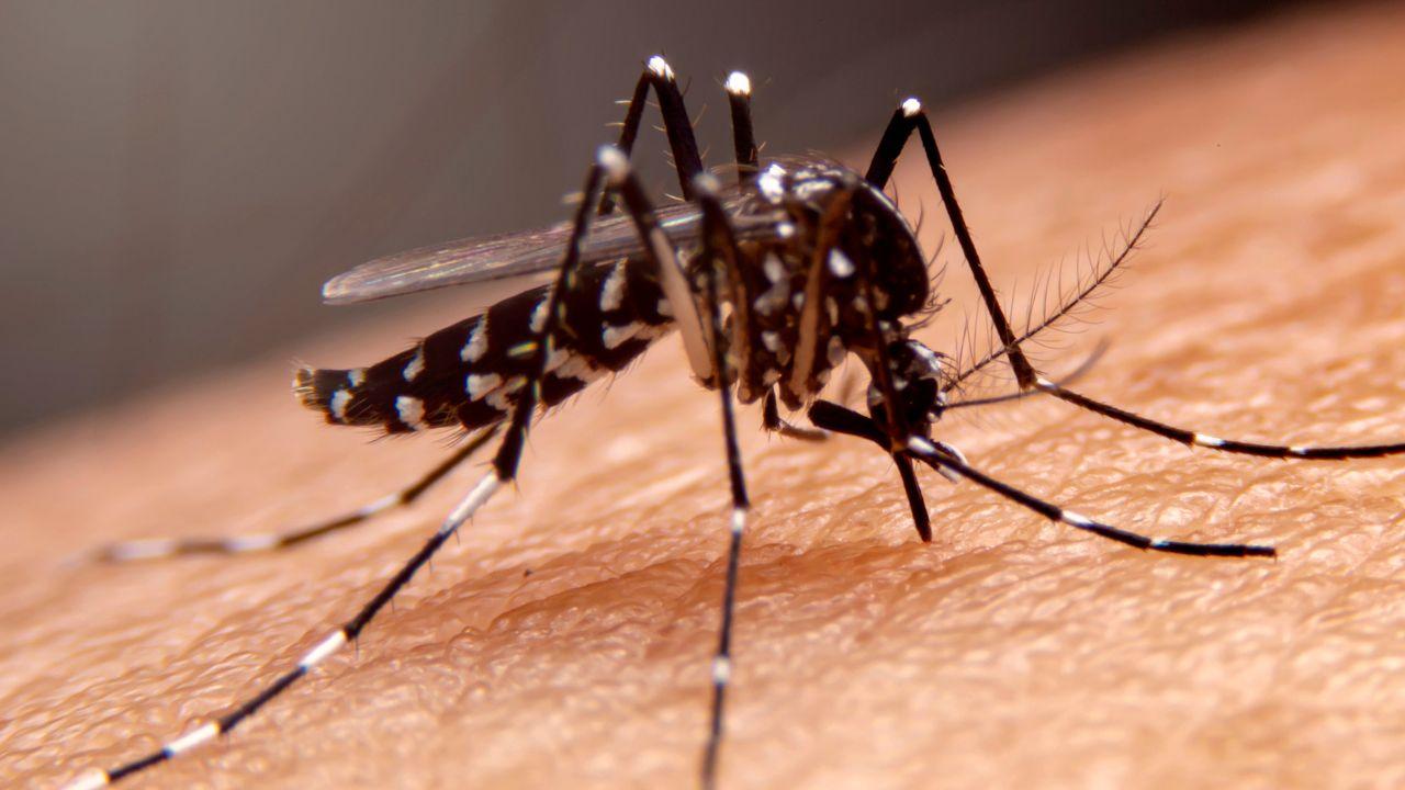 Mosquito encima de piel humano dispuesto a picar